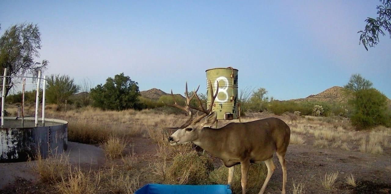 Trophy buck